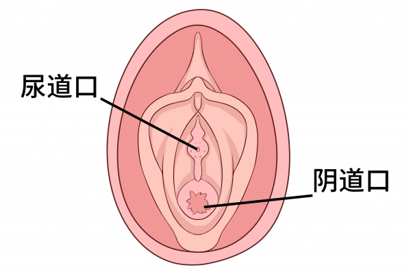 女性尿道口是什么 女性尿道口是什么样的