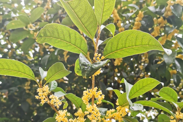 桂花茶的功效与作用及禁忌