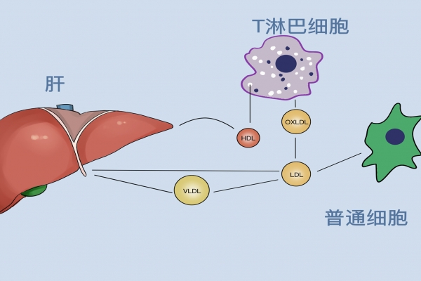 怎么养肝护肝